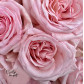 15 ароматных пионовидных Роз Пинк Охара