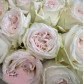 19 пионовидных ароматных Роз Вайт Охара