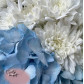 Белая Хризантема и голубая Гортензия