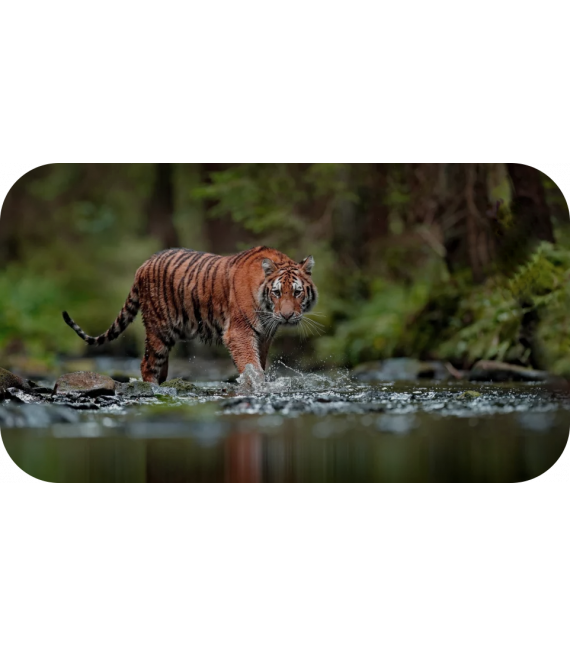 Сколько живут тигры в неволе